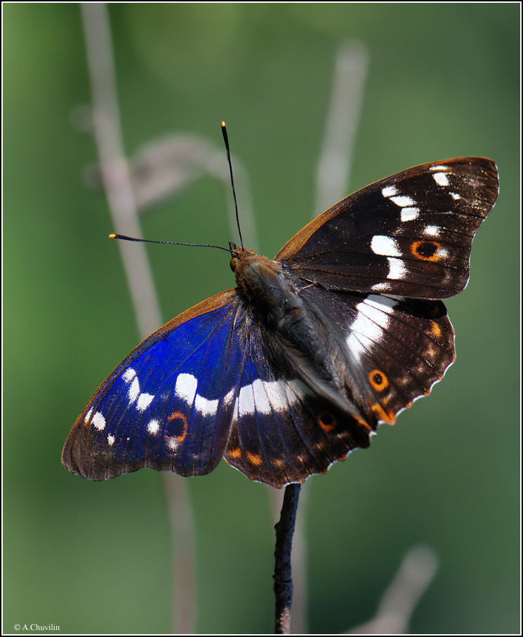 Переливница ивовая: красивая бабочка со странными вкусовыми пристрастиями