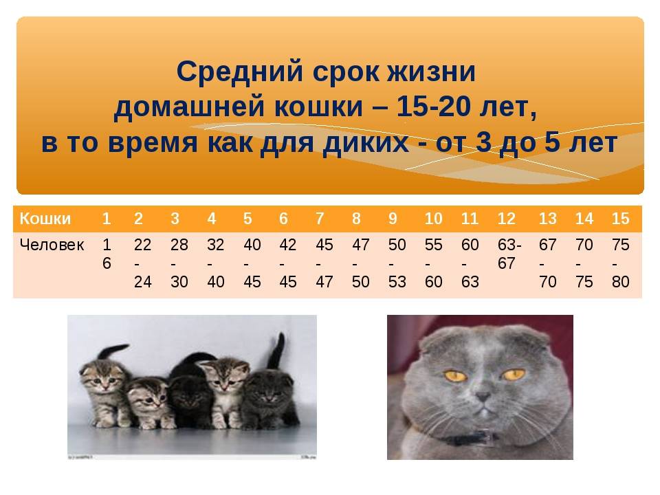 Круглосуточная ветеринарная клиника в подольске. сколько живут кошки и как продлить жизнь кошке