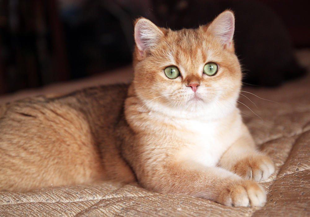 Британская кошка золотая шиншилла фото