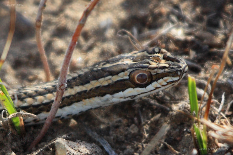 Змея стрела. Psammophis lineolatus. Змея стрела в Казахстане. Стрела змея ядовитая. Змея стрела Кавказская.
