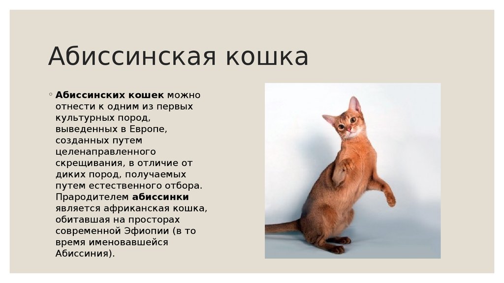 Абиссинские кошки - характер. | www.superaby.ru