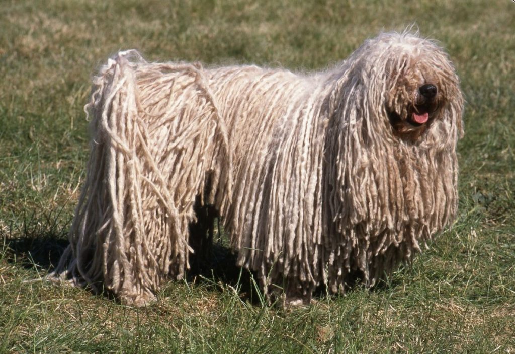 Породы собак собака с дредами