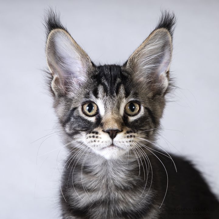 Породы кошек с кисточками на ушах