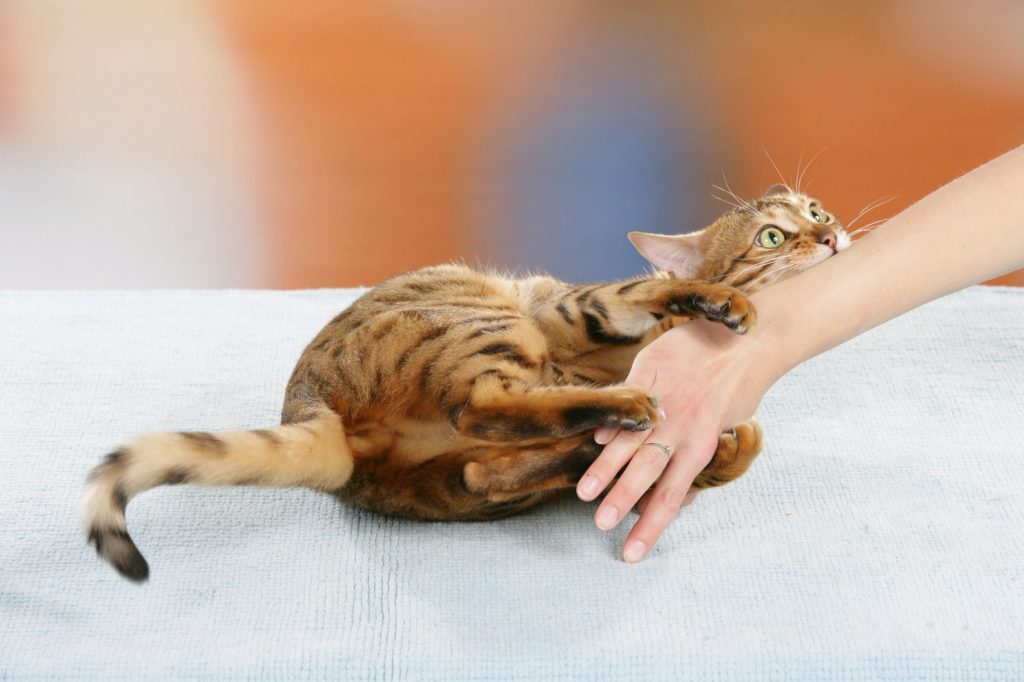 Массаж для кошек - как делать массаж кошке (коту)