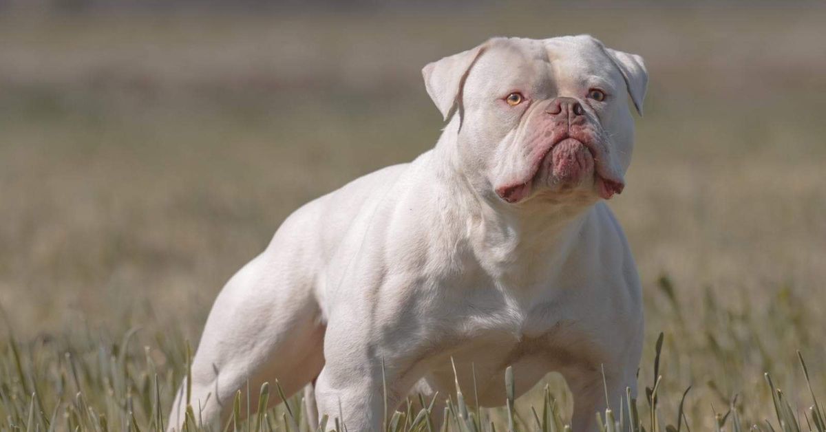 Американский булли: все о собаке, фото, описание породы, характер, цена