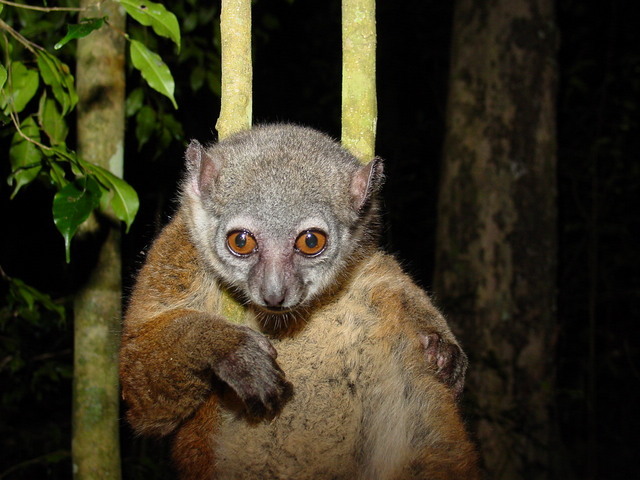 Ката, кошачий лемур, кольцехвостый лемур. lemur  catta linnaeus, 1758 = катта