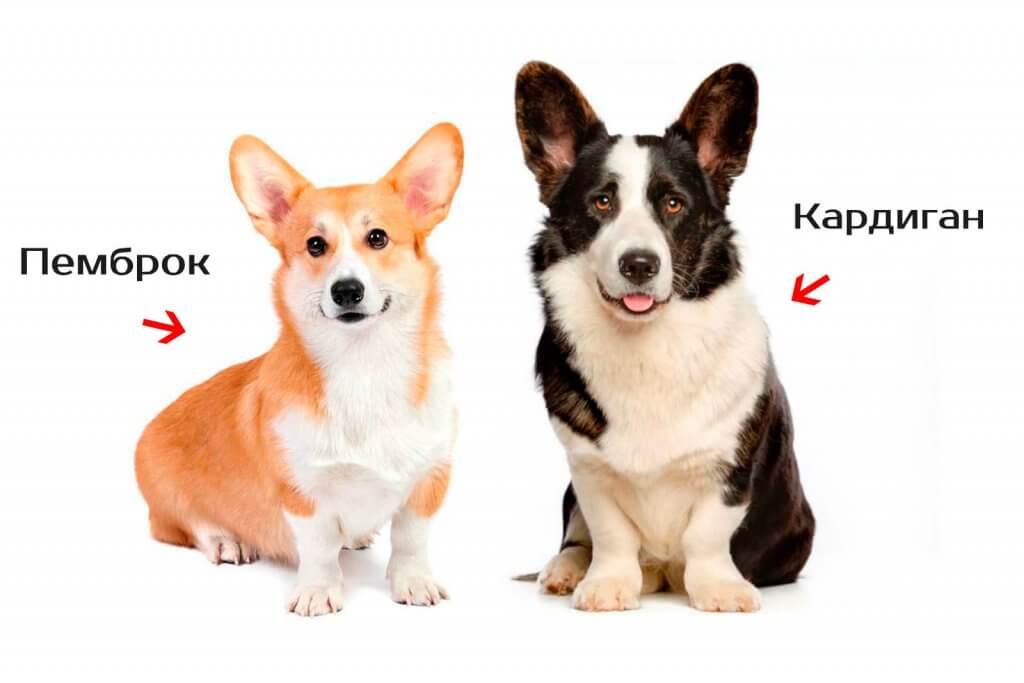 Вельш-корги: описание породы, фото, характеристика собаки, окрас, цена, щенки
