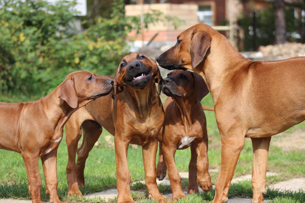 Родезийский риджбек: фото и характеристика породы собак :: syl.ru