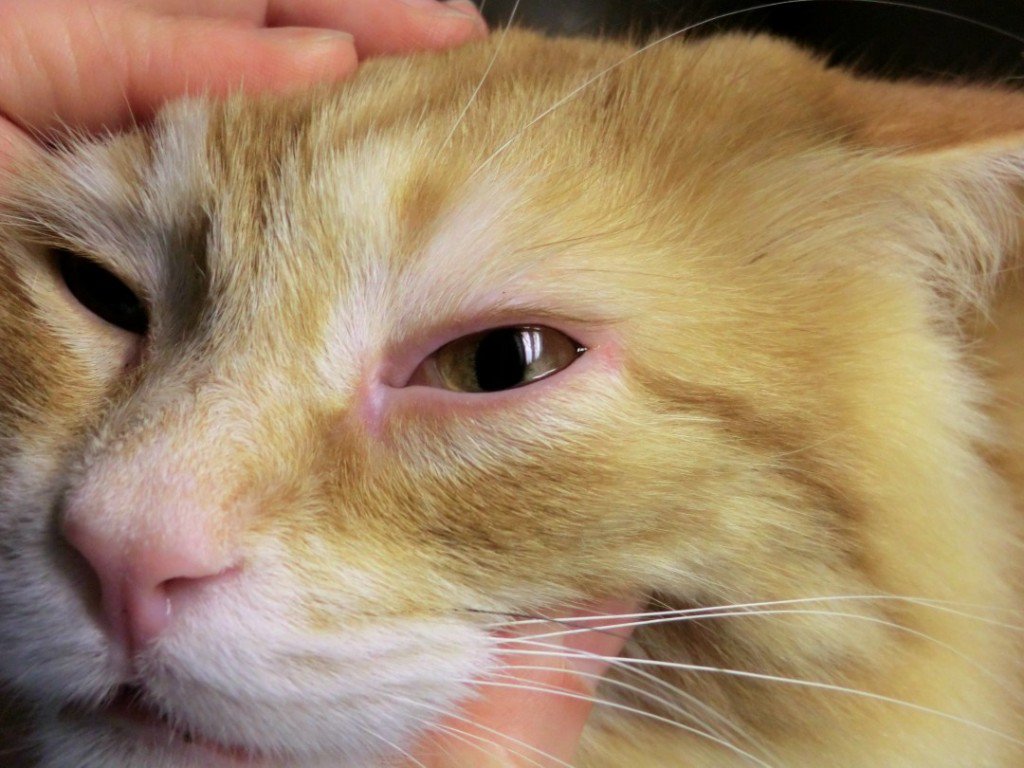 Почему у кошки слезятся глаза, закисают и гноятся: причины и лечение, как протирать - kotiko.ru