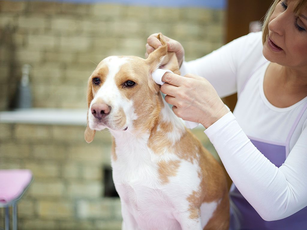 Как правильно чистить уши собакам самостоятельно