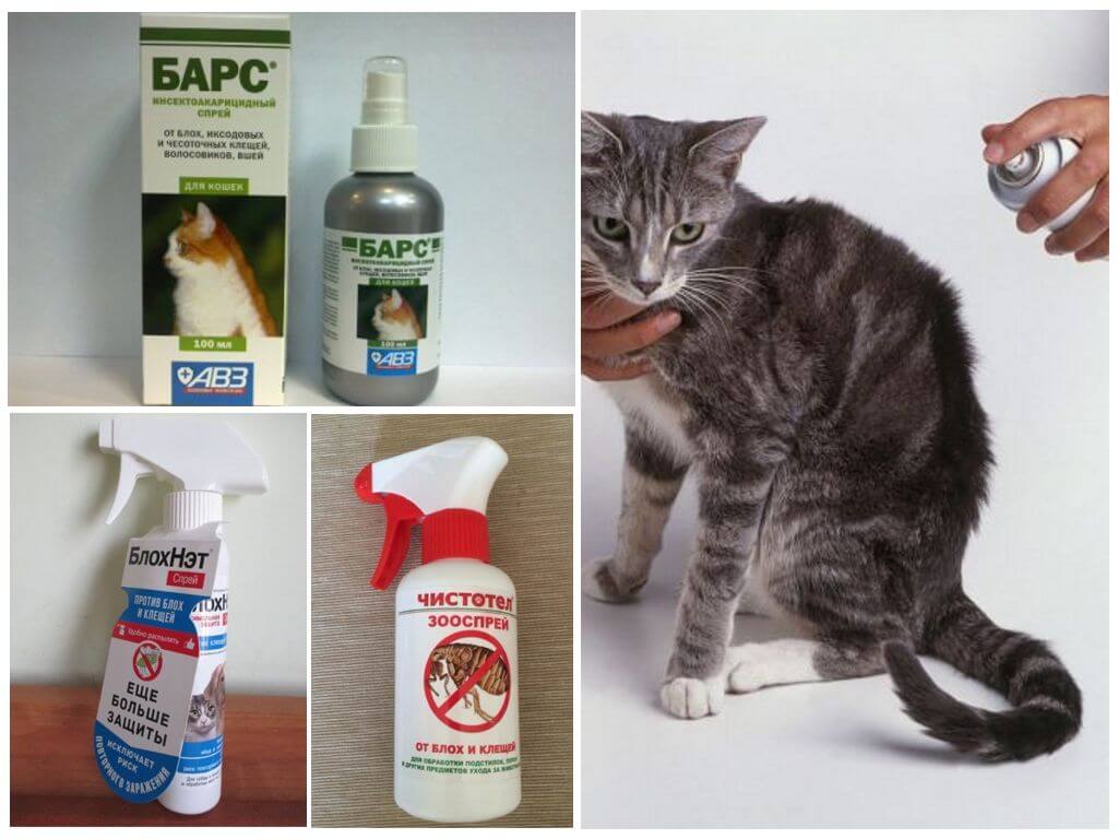 Как вывести блох у кошек народными средствами? 17 средств эффективных средств и способов вывести блох у кошки без химикатов