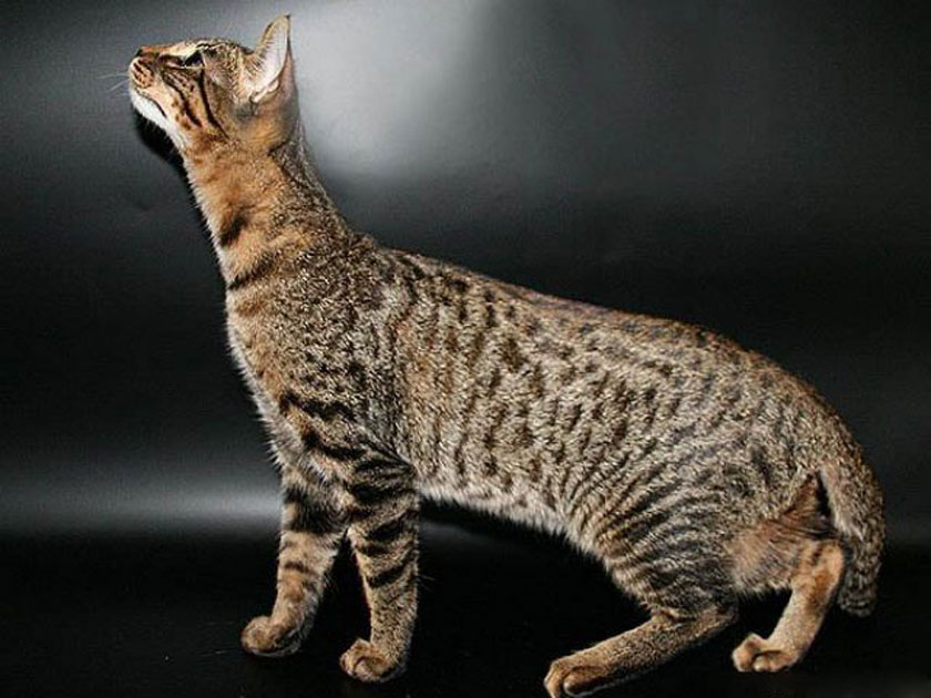 Канаани (Ханаани): кошки и коты