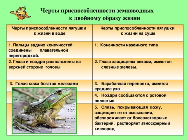 Геккон животное. описание, особенности, виды, образ жизни и среда обитания геккона | живность.ру