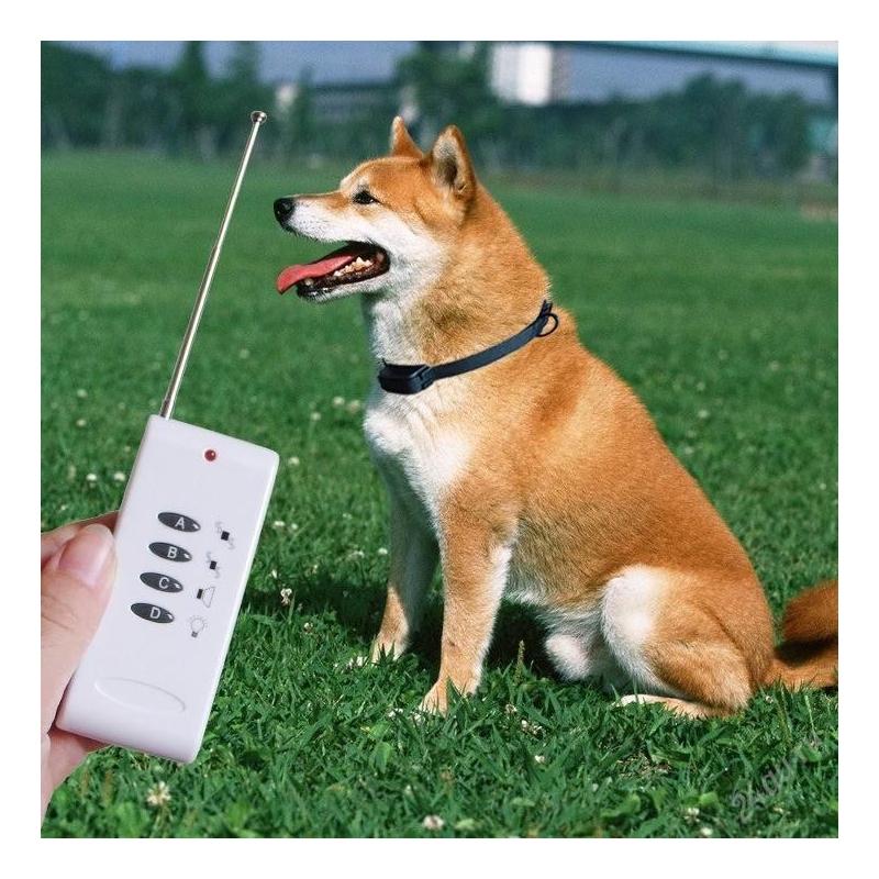Электроошейник для дрессировки собак: плюсы и минусы, особенности применения