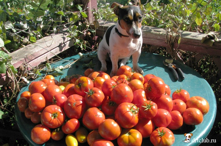 Какие овощи можно давать собакам: разрешенные и запрещенные