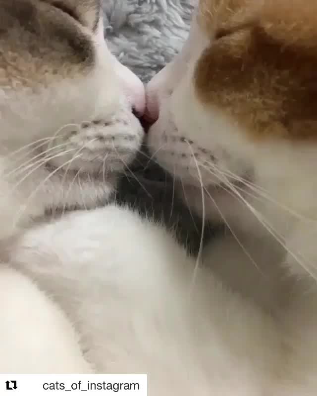 Как кошки признаются в любви