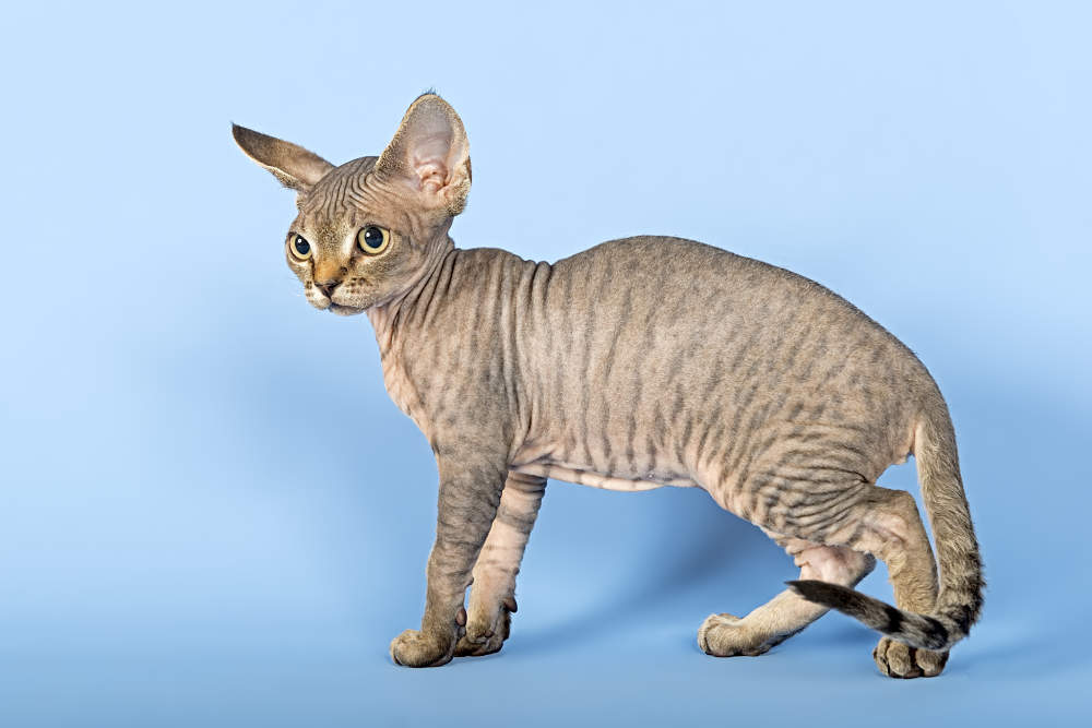 Гипоаллергенные породы кошек: топ пород, которые безопасны для аллергиков