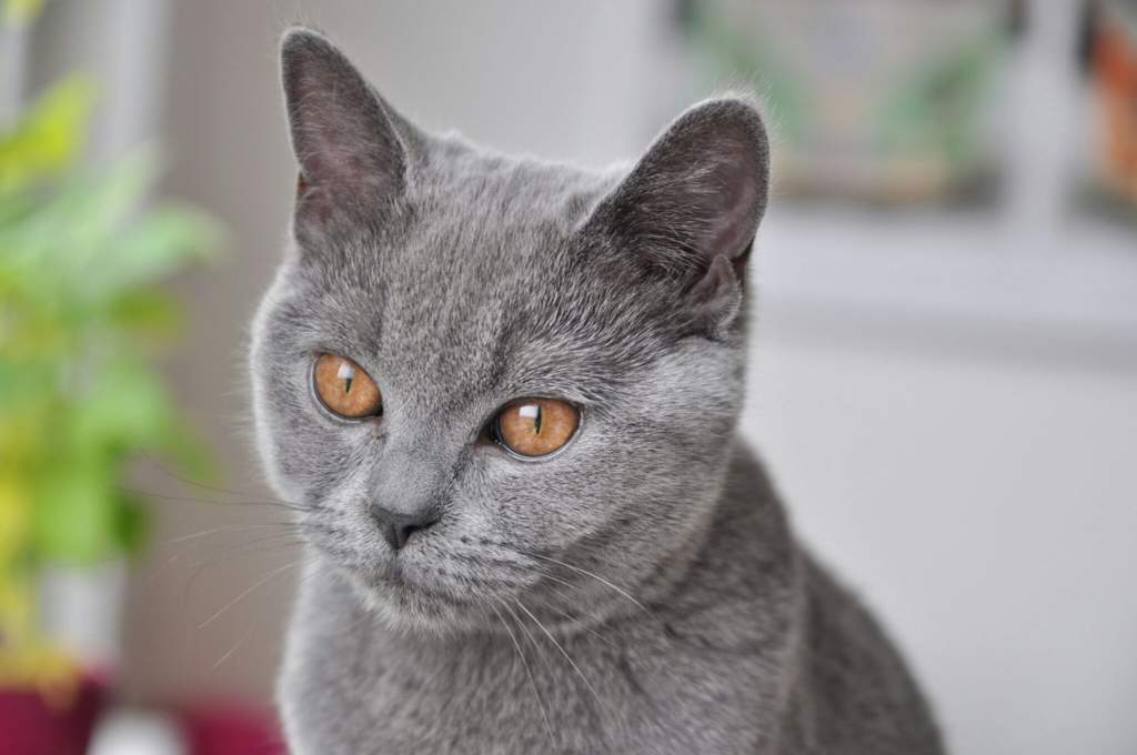 Как назвать серого котенка? популярные, оригинальные и распространенные имена для кошек и котов серого цвета