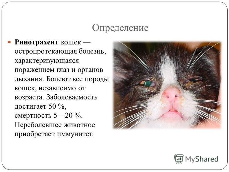Инфекция у кошек