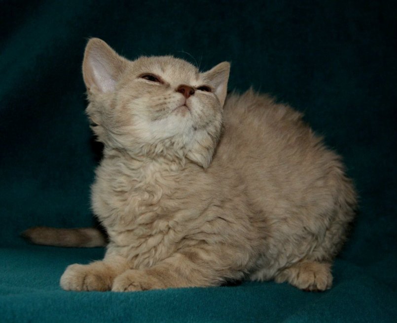 Кошка корниш рекс: описание, фото и особенности породы, выбор котёнка и отзывы владельцев, уход и содержание питомца