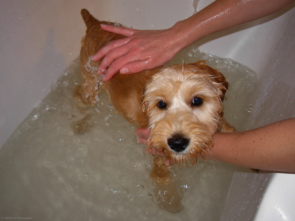 Можно ли купать собаку в жару, что думают ветеринары?