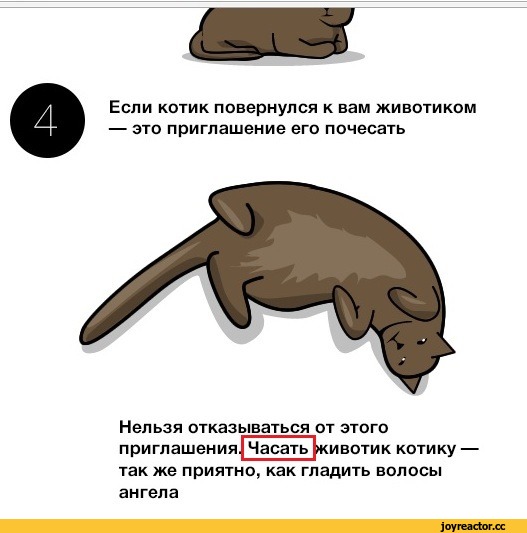 Как ласкать кошку: 15 шагов (с иллюстрациями)