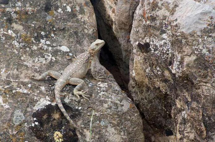 Степная ящерица: фото и описание, образ жизни и среда обитания