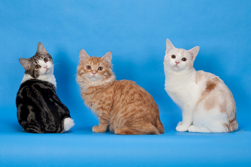 Самые ласковые породы кошек. топ 13 пород (фото и описание)