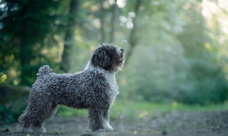 Испанская водяная собака: описание породы, характер, где купить, цена, фото, видео