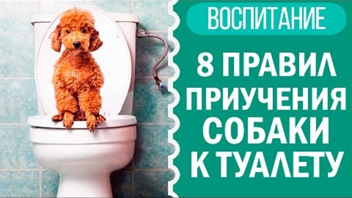 Как щенка и взрослую собаку приучить к туалету на улице, отучить ходить в туалет дома? как приучить щенка маленьких пород к туалету в квартире на пеленку? когда щенок начинает терпеть и проситься в туалет?
