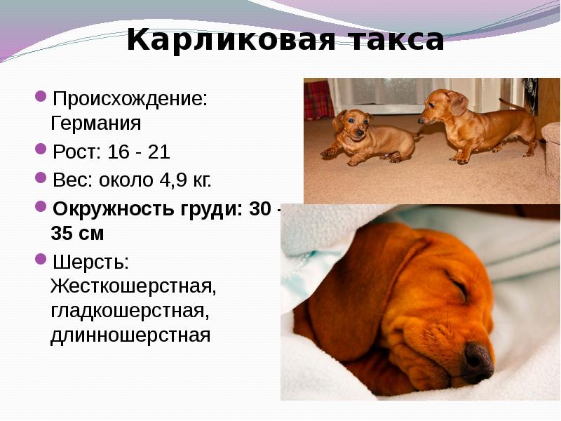 Собака такса: фото и описание породы, виды и типы такс, характер собаки такса