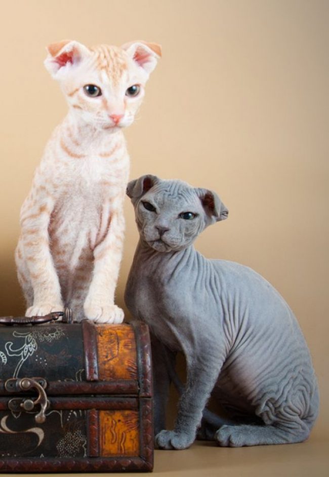 Сфинкс — порода лысых кошек