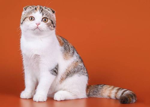 Порода шотландская вислоухая кошка: фото, описание, характер