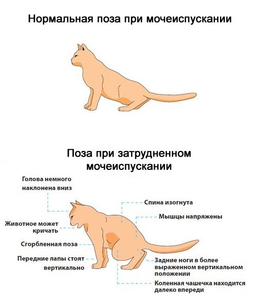 Описторхоз у кошек и котов