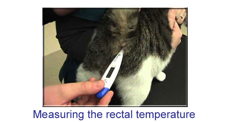 Как померять и снять температуру у кошки