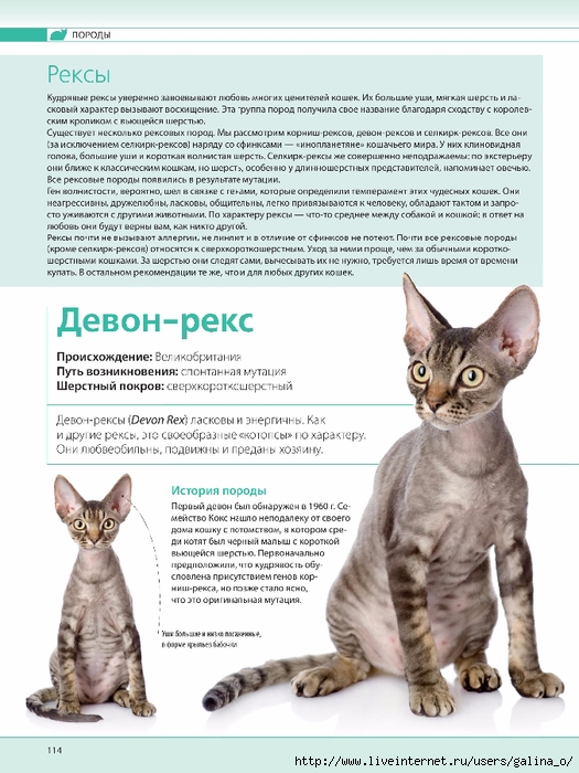 Девон-рекс (25 фото): описание породы, цена котенка, советы по содержанию, питомники