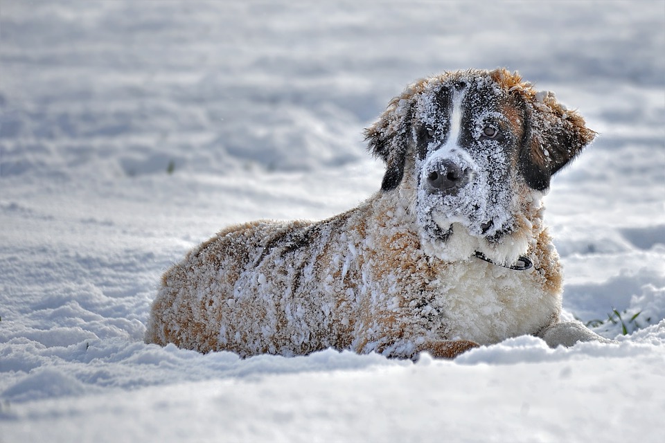 Какие породы собак можно содержать на улице зимой