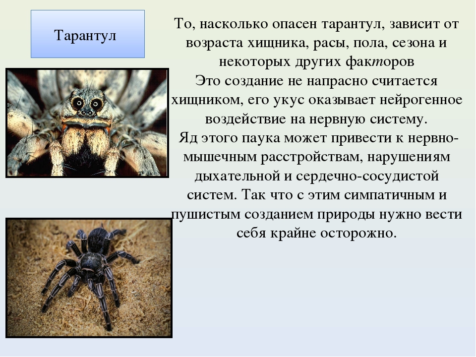 Укус тарантула: симптомы, первая помощь и лечение, антидот