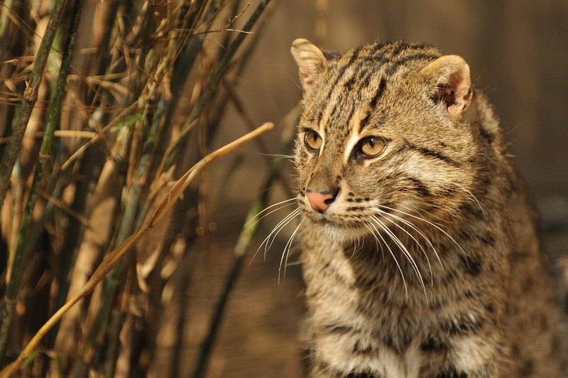 Кот-рыболов - виверровый кот: описание, фото, уход, характер, цена - kisa.su