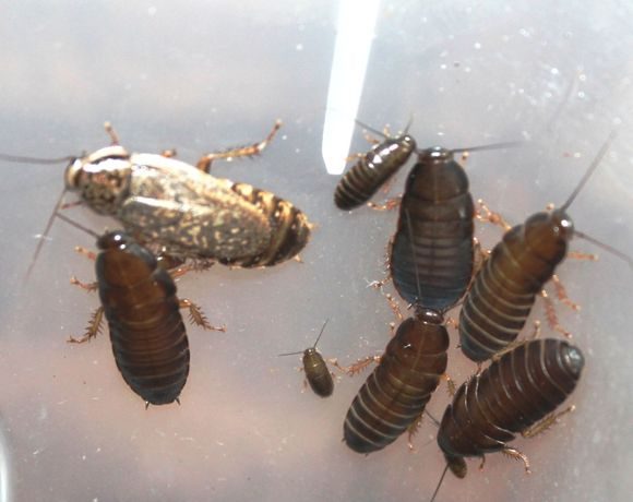 Естественные враги тараканов – кто питается ими в природе и среди домашних животных в квартирах и домах