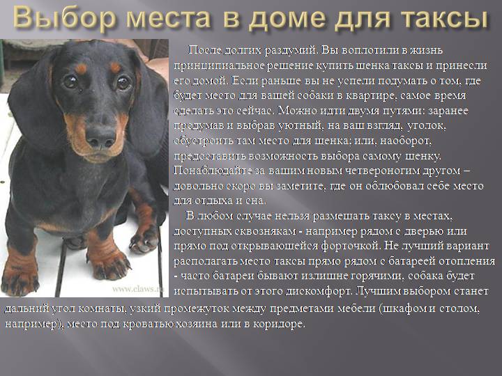 ᐉ сколько лет живут собаки породы такса? - zoomanji.ru
