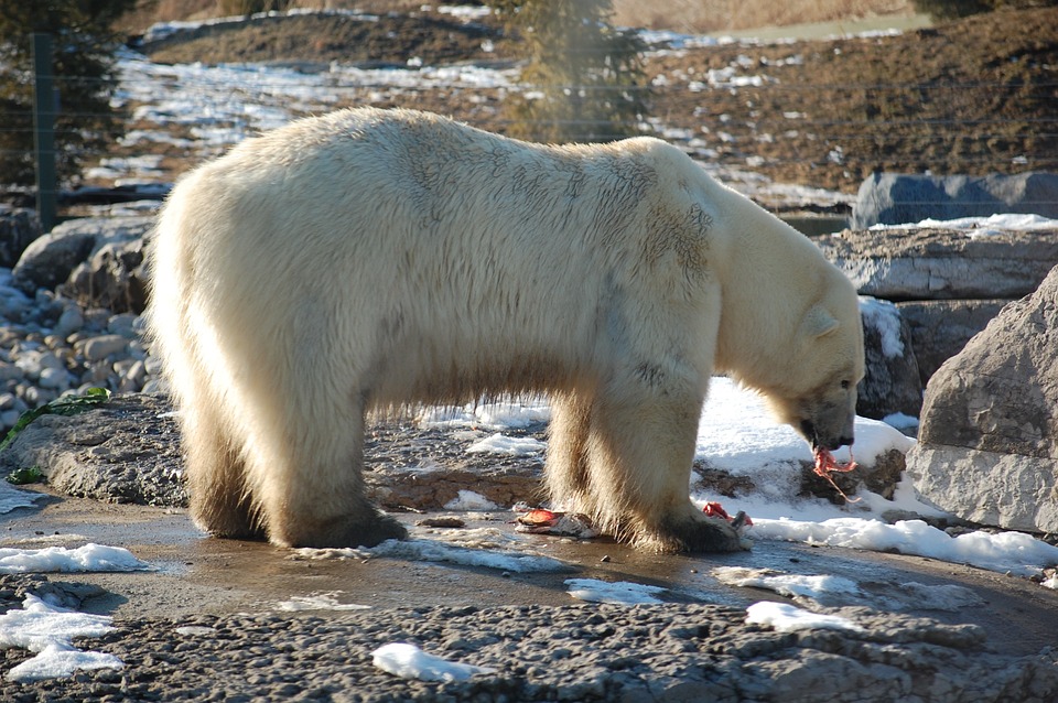 Белый медведь: внешний вид, образ жизни и питание, где обитает