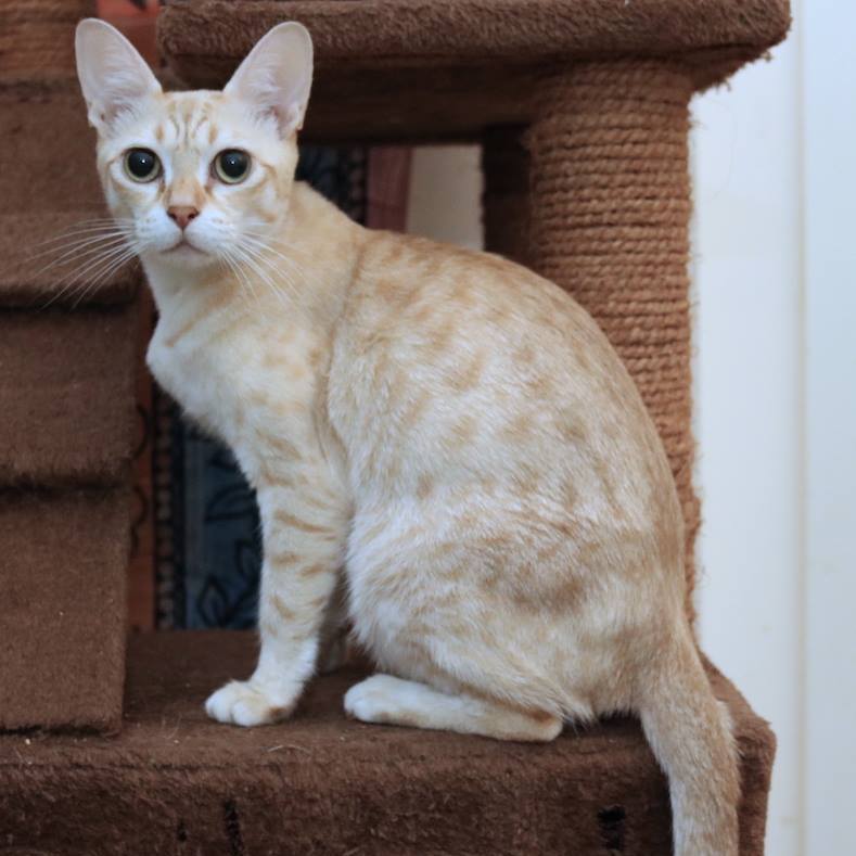 Австралийский мист: фото кошки, описание породы и уход