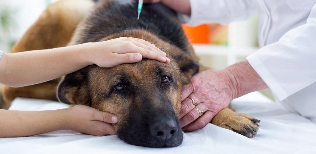 Гипогликемия у собак - симптомы, лечение снижение уровня глюкозы в крови у собак в москве. ветеринарная клиника "зоостатус"