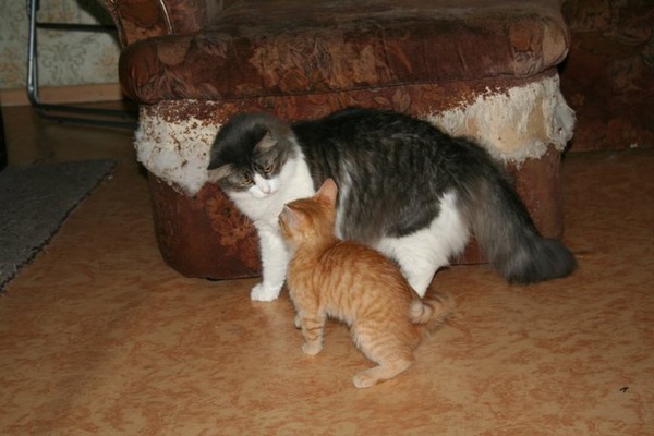 Как подружить двух котов в одном доме | блог ветклиники "беланта"