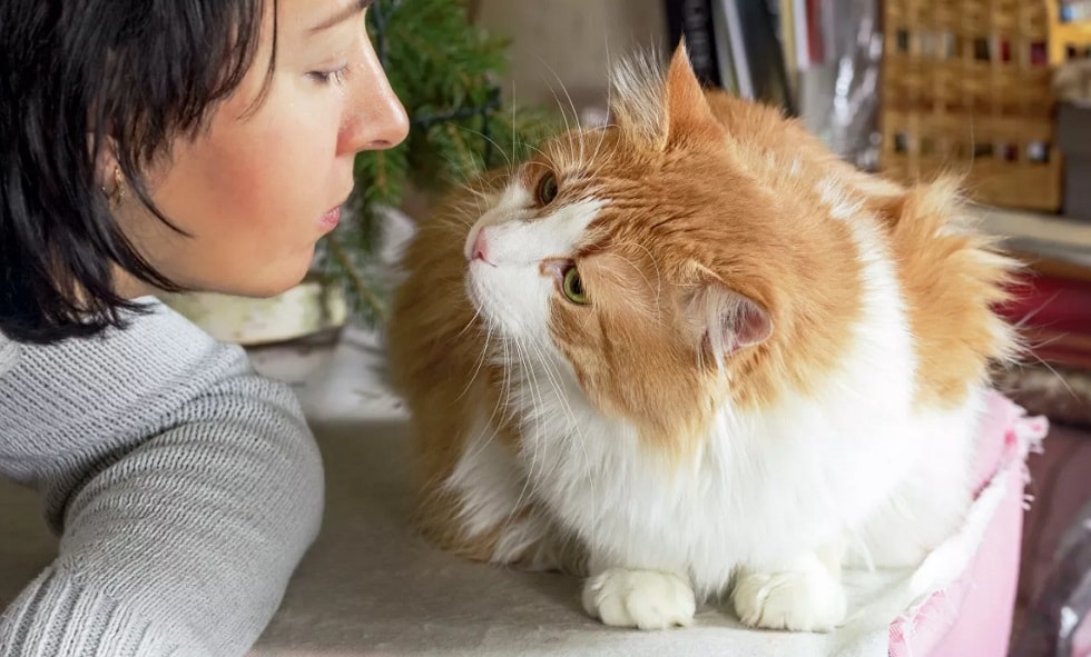 Как кошки проявляют любовь к хозяину – кот лезет целоваться