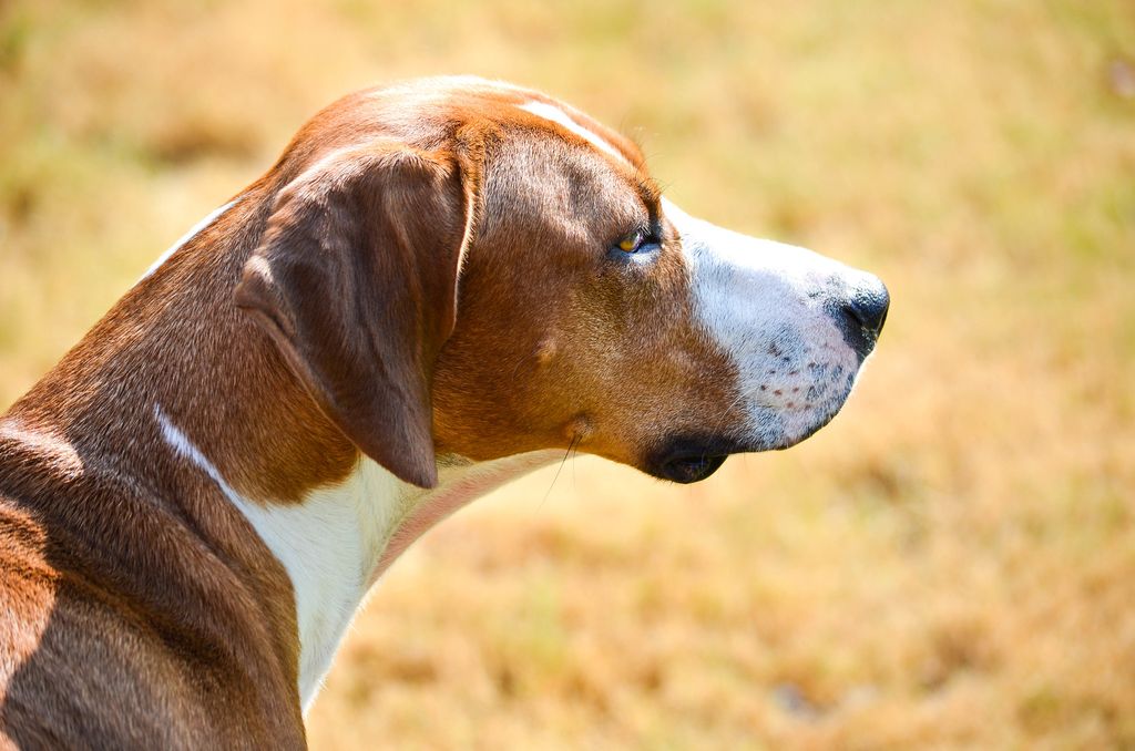 Русская гончая: описание породы, характер собаки и щенка, фото, цена