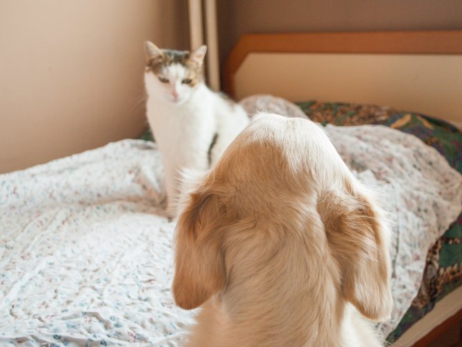 Приучаем собаку к котенку или секреты вечной дружбы