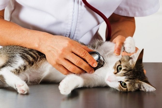 Артрит у кошек - симптомы поражения суставов, диета и лекарства, лечение в москве.   ветеринарная клиника "зоостатус"
