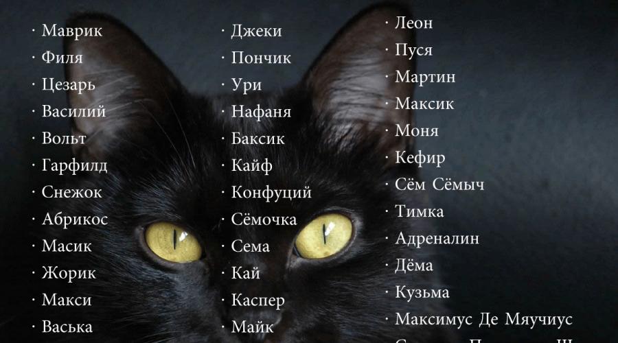 Прикольные имена и клички для серых котов - русский алфавит - sunray